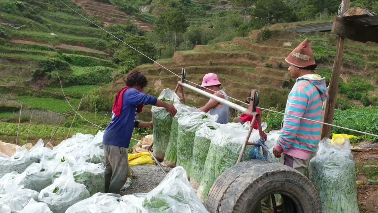 This is What We Use to Transport the Vegetables When The Road is Far Away#farmingvideos #farmers