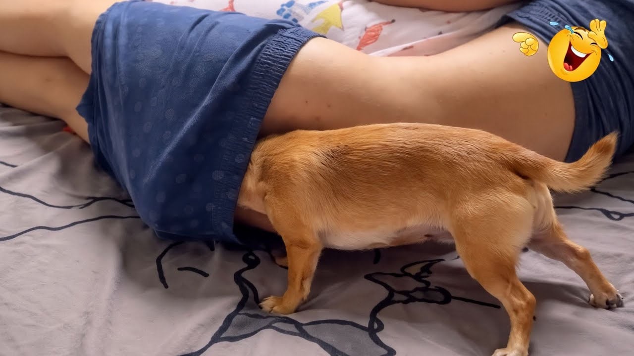 Эта собака выбрала самое ужасное место для прятания на свете 😂🐾