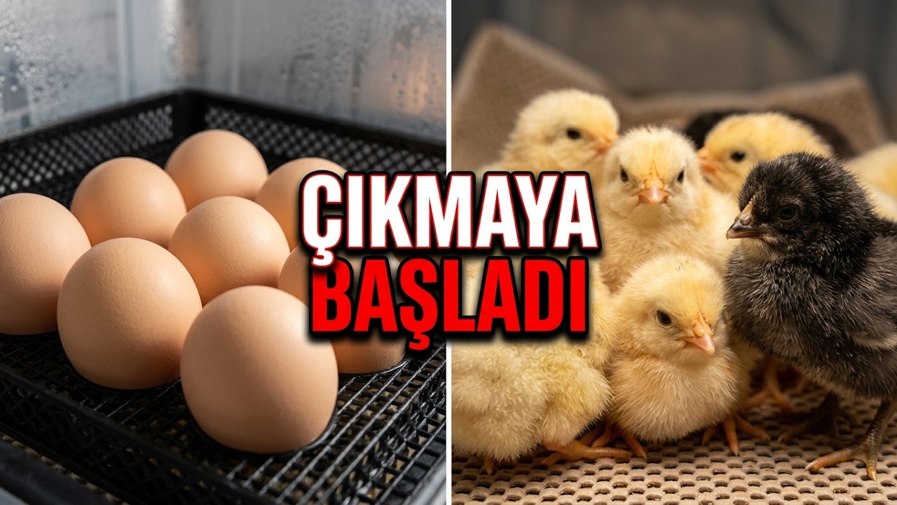 AKCA ÇİFTİĞİ KULUÇKA MAKİNESİNDEN CİVCİVLER 🐣🐣🐣ÇİKMAYA BAŞLADI🐤🐤🐤 🧿