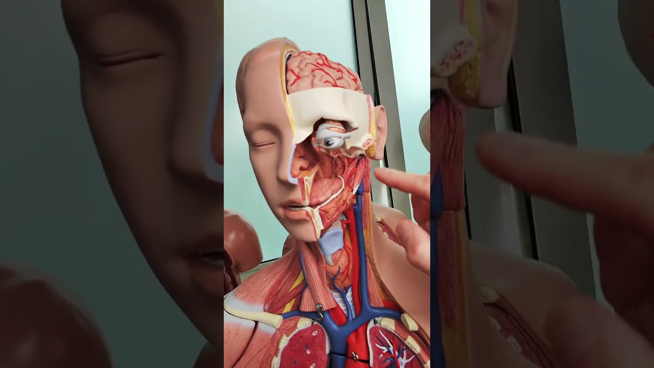 Tętnice szyjne #anatomia