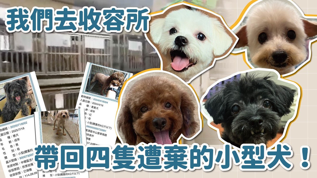 我們去收容所帶回四隻遭棄的小型犬！｜頻道會員救援計畫