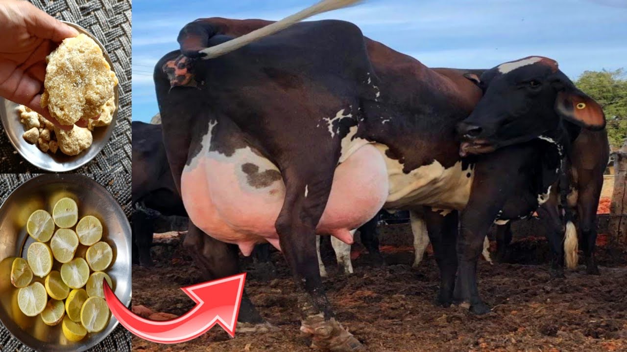 How To Increase ⭐ 3/5 Kg Milk Production In Cows & Buffalo's  Naturally || 100 % Best Formula