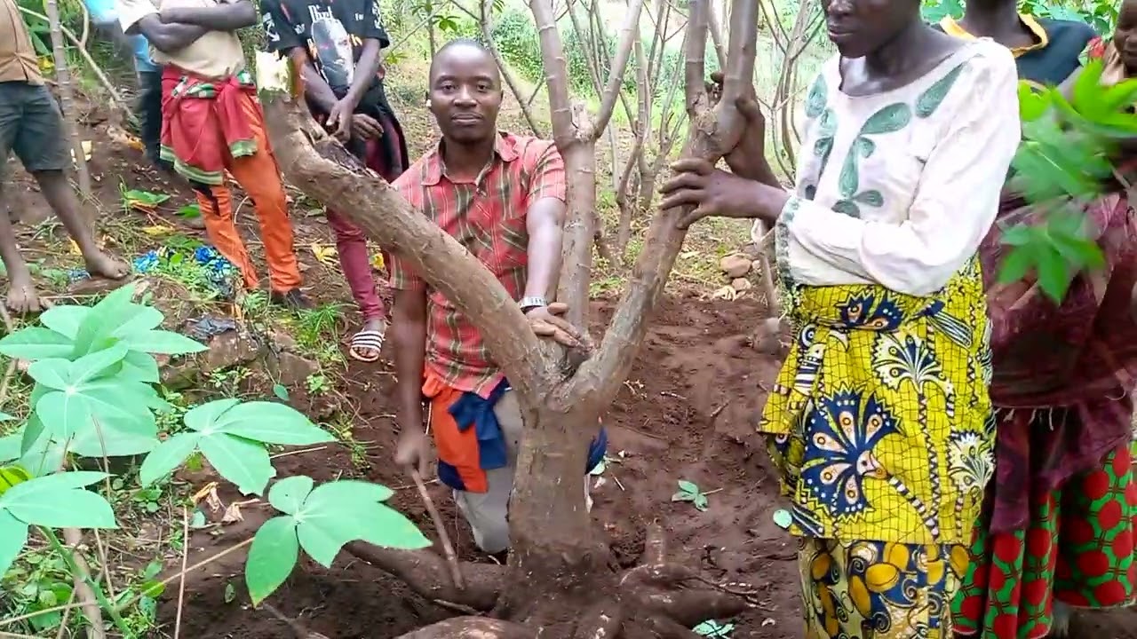 Imyumbati idasanzwe muri Coopérative mbegera bunini mu ntara ya Kayanza