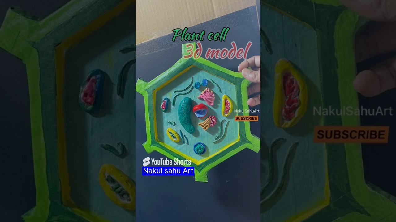 Plant cell _ animal cell 3d model with cardboard#science #shorts biology project NakulSahuArt