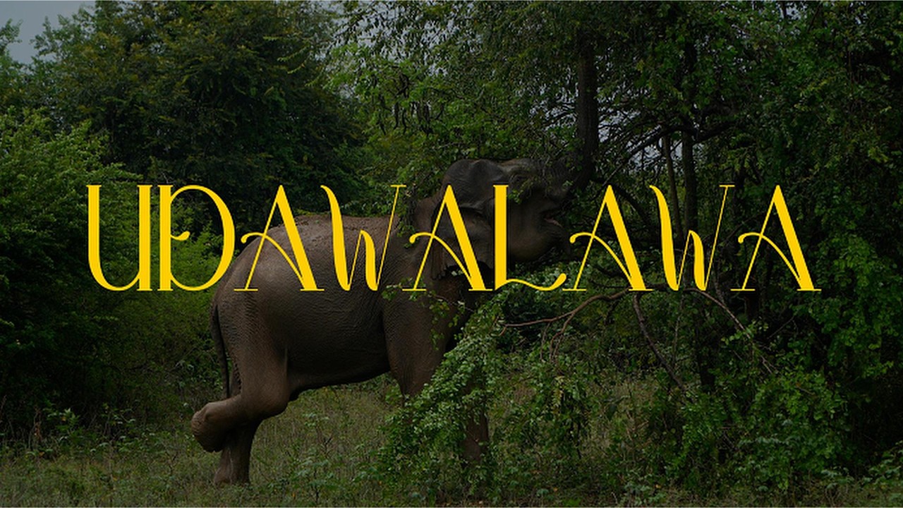 Sri Lanka Vol.1 (Parte 2) - Udawalawa