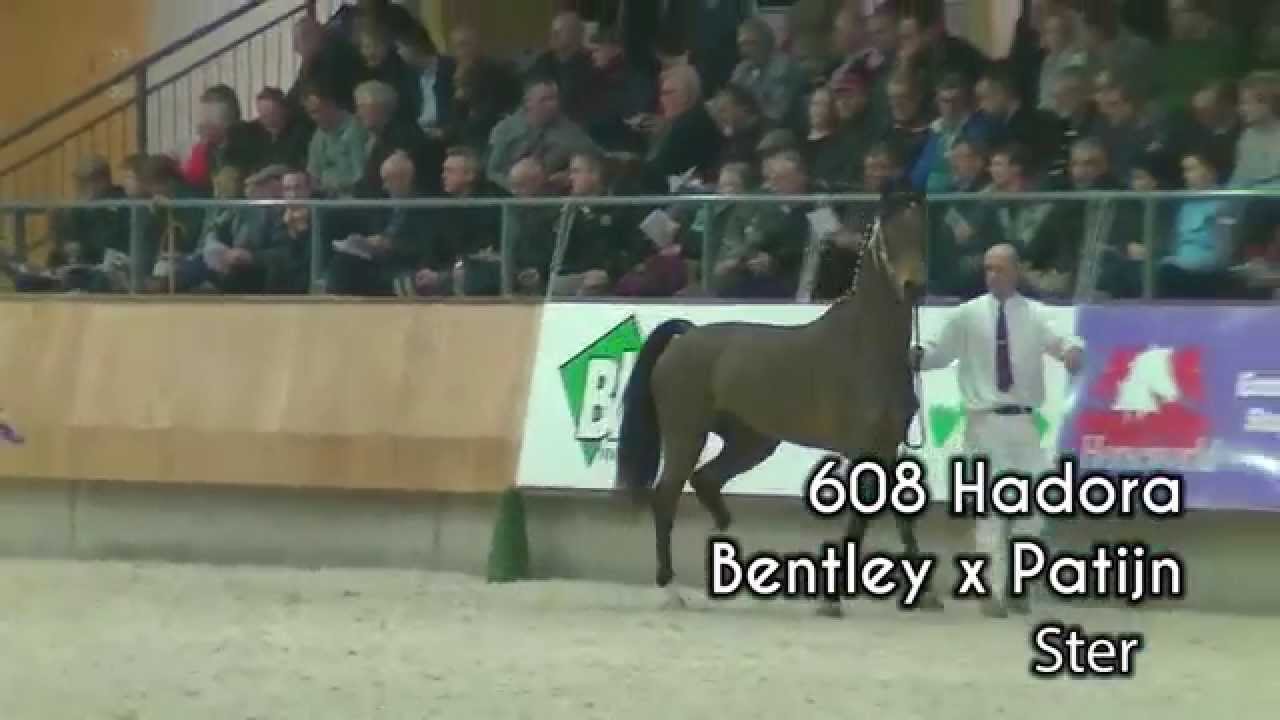 KWPN stallion approval selection Round I