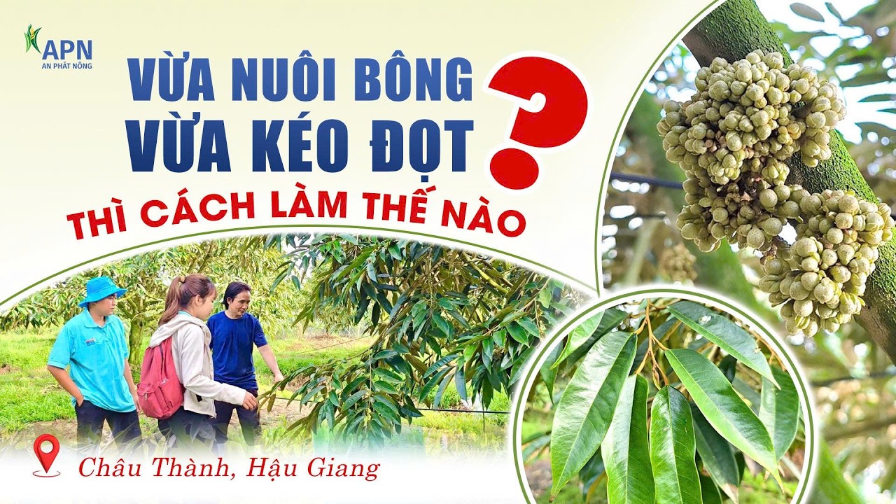 APN - BÍ QUYẾT NUÔI BÔNG, KÉO ĐỌT CHO VƯỜN SẦU RIÊNG