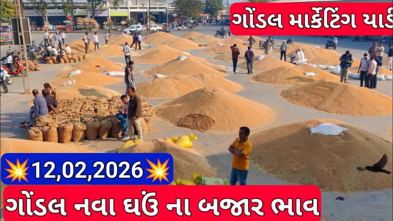 નવા ઘઉં ના બજાર ભાવ / ગોંડલ નવા ઘઉં બજાર ભાવ /આજના ભાવના બજાર ભાવ /12,02,2026
