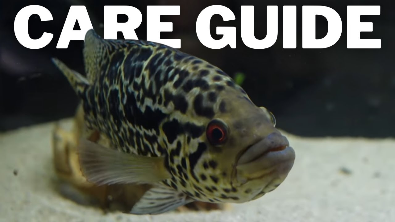 My Most Aggressive Fish - Jaguar Cichlid Care - Parachromis Managuensis