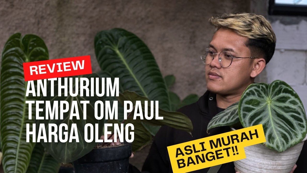 Anthurium Murah Harga Ugal Ugalan Tempat Om Paul Asli Murah Banget‼️