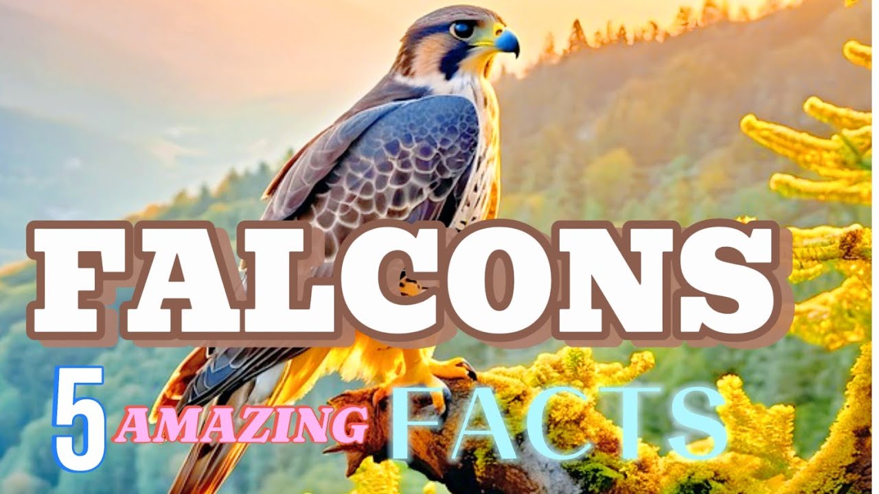 5 Amazing Falcon Facts: Secrets of the Fastest Bird on Earth