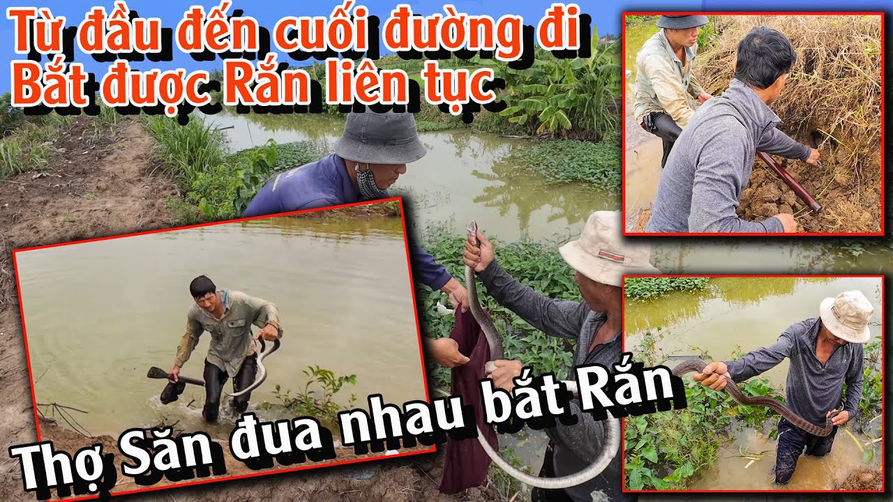 Hai ông Thợ săn, thi nhau bắt được Rắn dưới mưa | TGSB #917