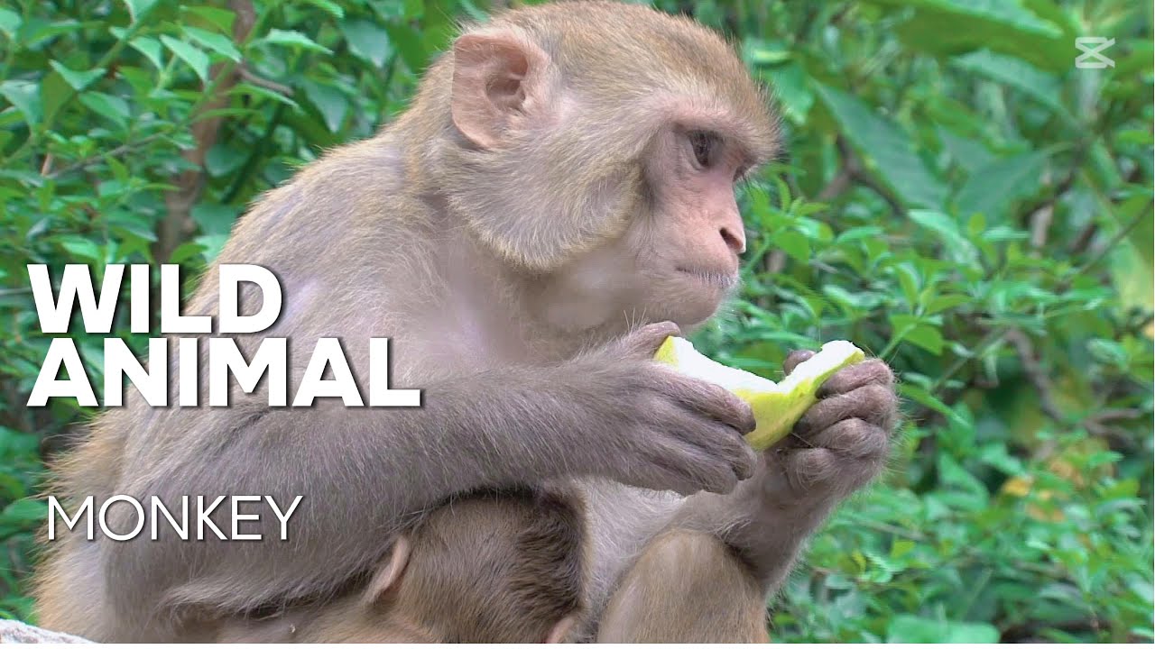 Exploring the Natural World of Monkeys &ndash; Intelligent Primates in Wildlife