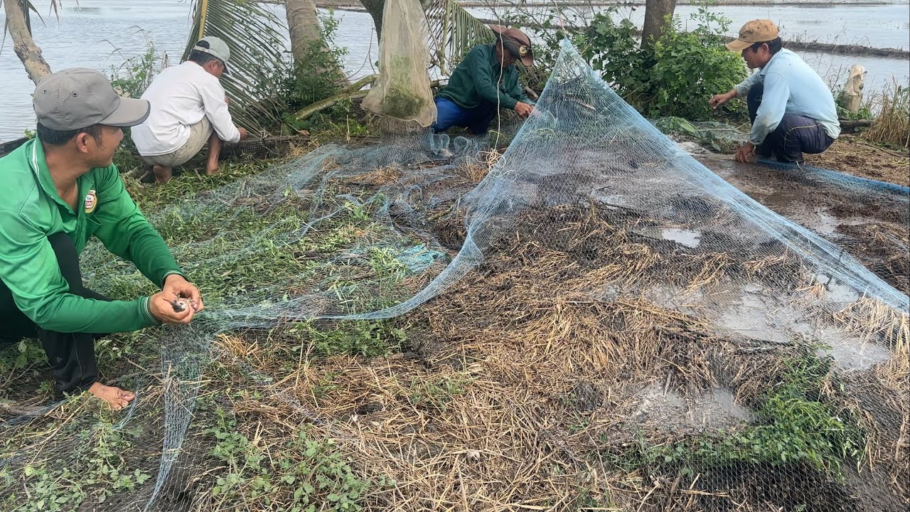 Phun Nước Gò Đất Giữa Ruộng Bắt Được Bầy Chuột Chạy Đồng Về Kho Tương Hột Chấm Bánh Mì.GLQ#1367