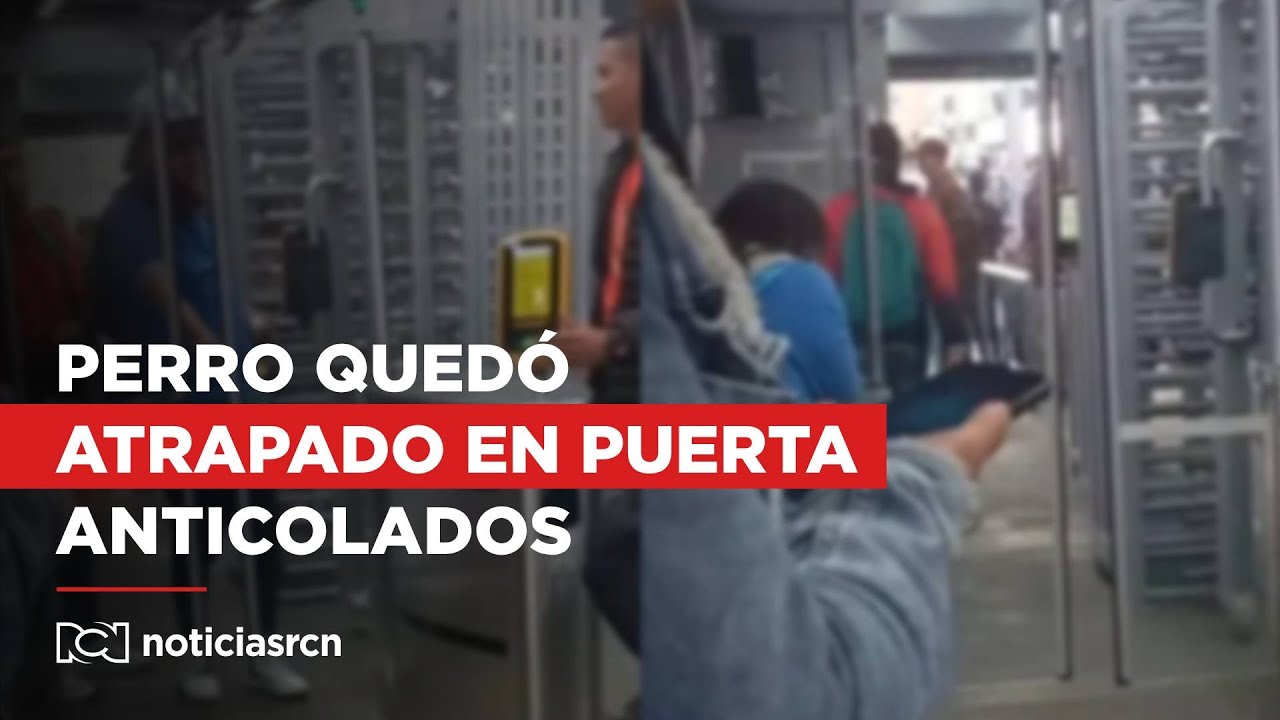 En video: perro quedó atrapado en una de las puertas anticolados en Transmilenio