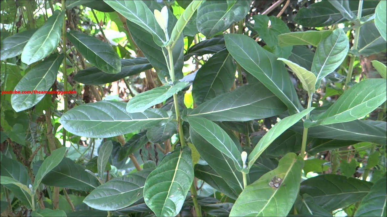 Calotropis Gigantea - White Madar - Crown Flower plant