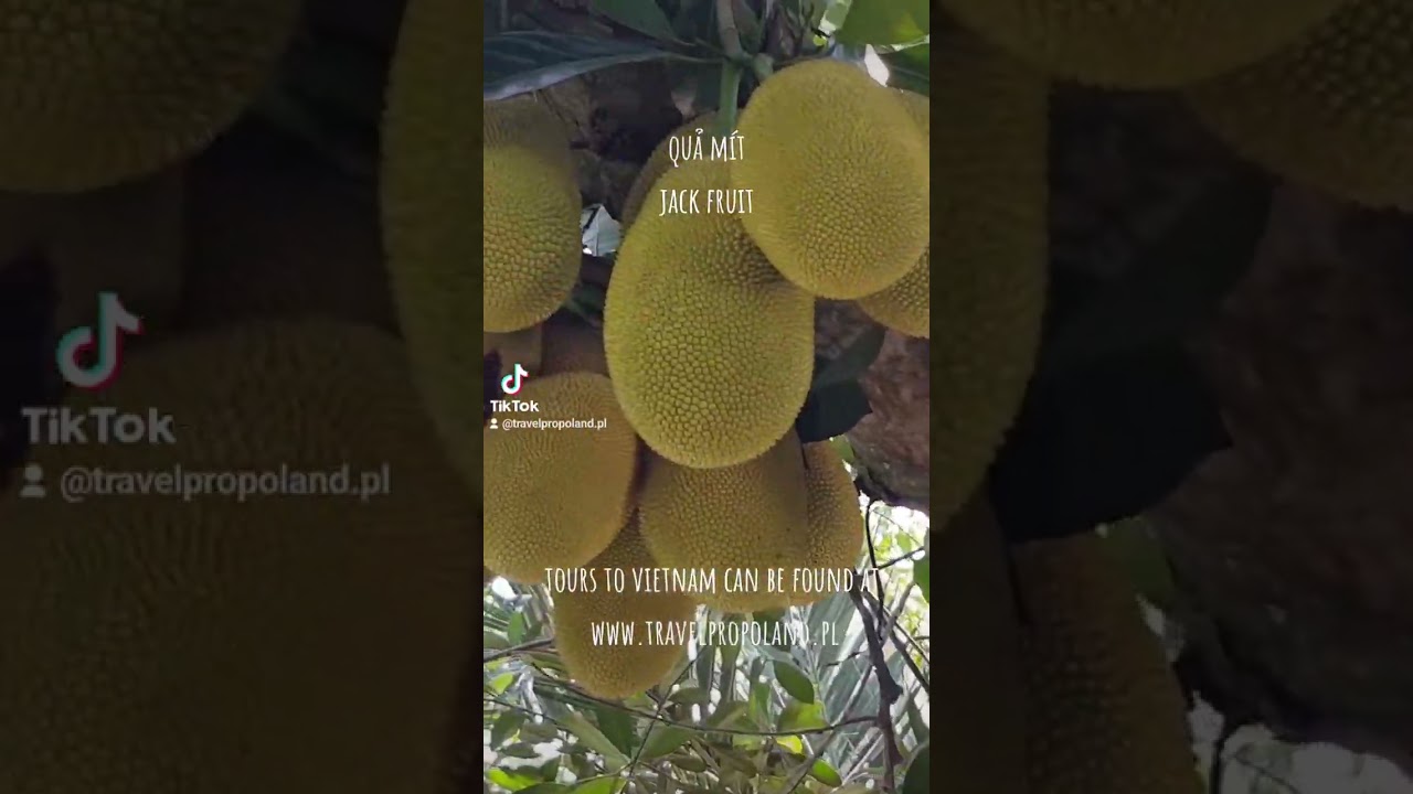Jackfruit jest owocem egzotycznym, pochodzi z Azji. Jest największym owocem rosnącym na drzewie.