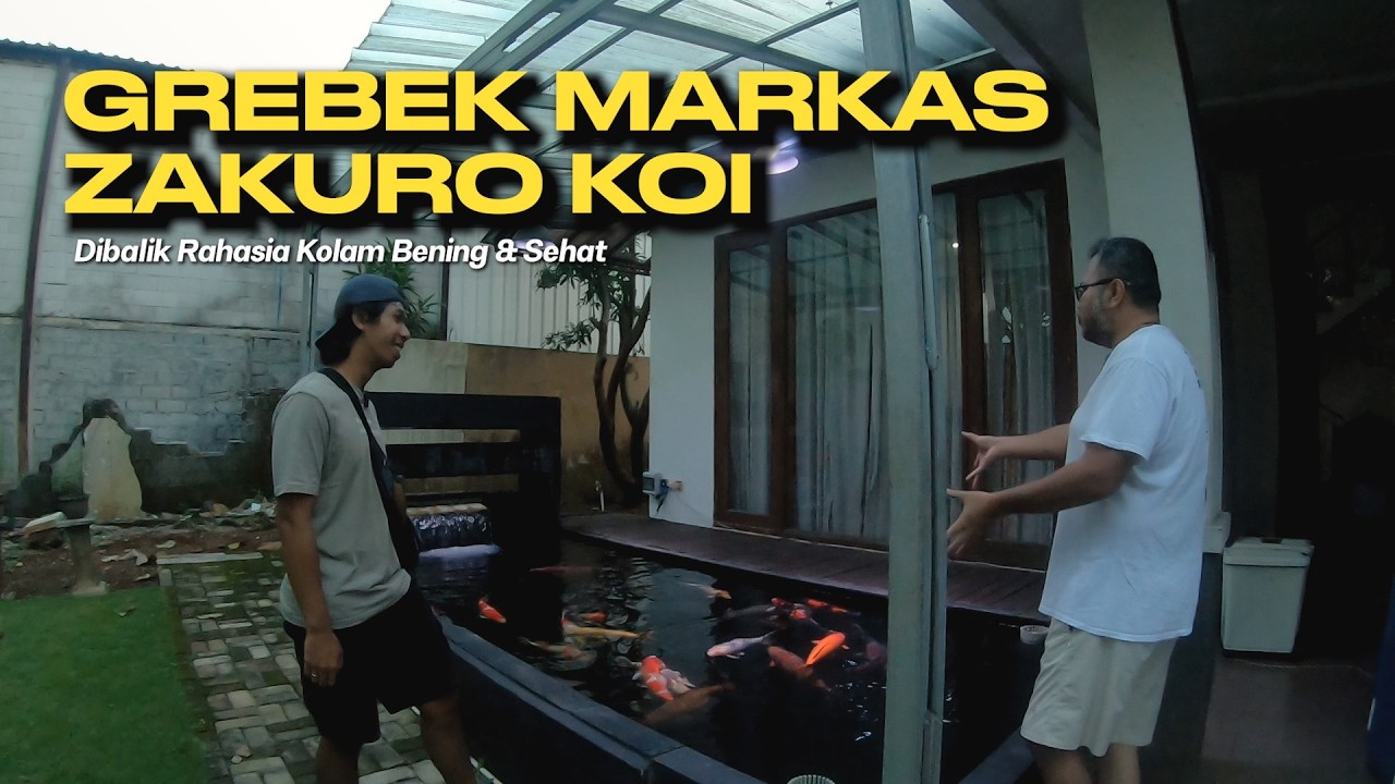 GREBEK MARKAS ZAKURO KOI‼️ | Sharing Stabil #15