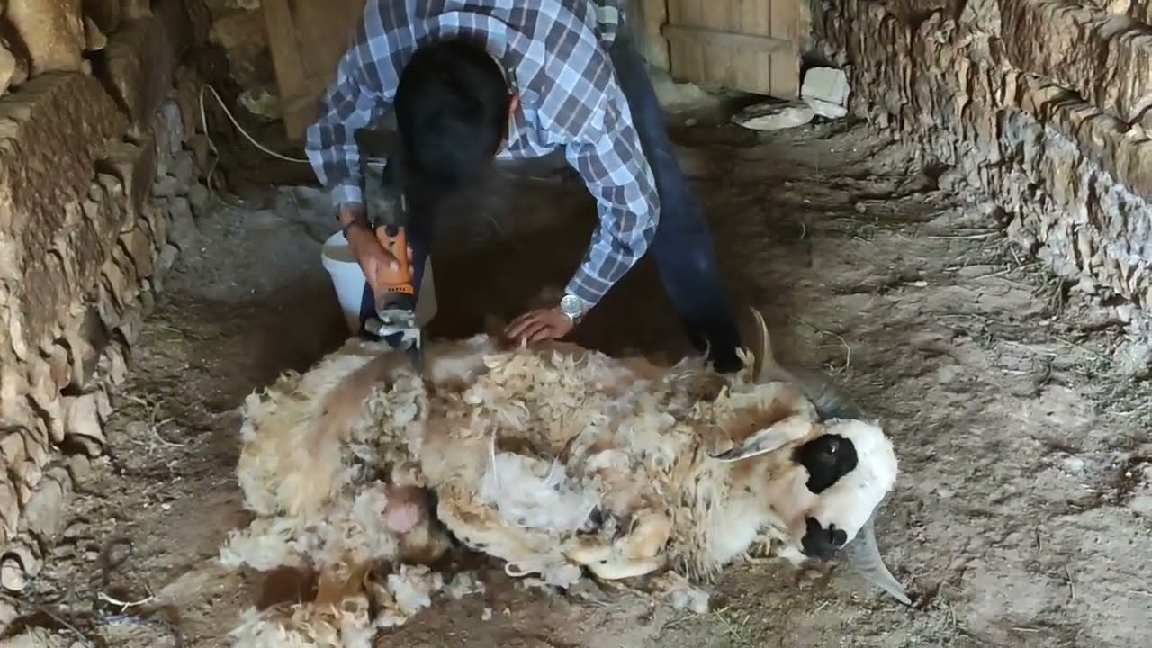 KOYUN NASIL KIRKILMAZ. ( ACEMİ BERBER :))
