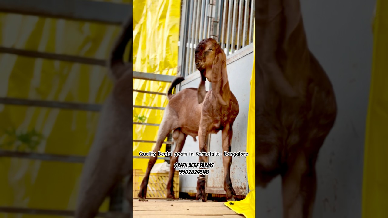 Beetal goats in Karnataka Bangalore - Green Acre Farms 9902824548 #goat #beetalgoat #karnataka