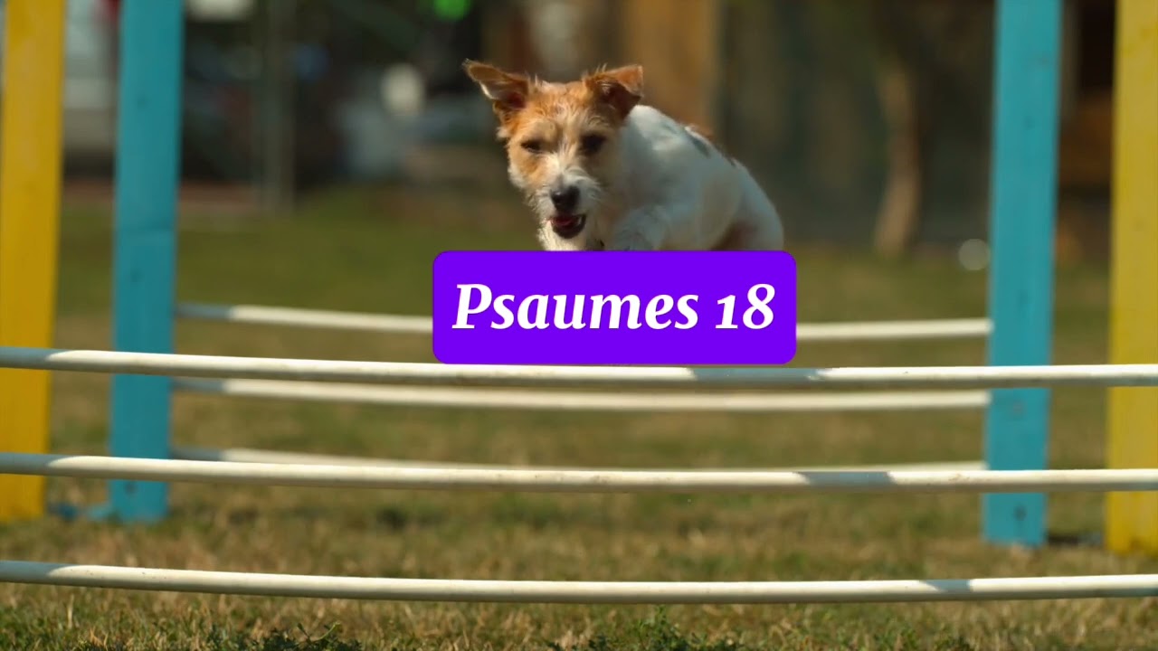 🎙️PSAUME 18 – Dieu me délivre