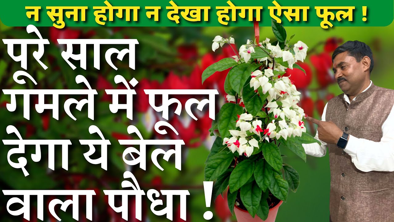 पूरे साल गमले में फूल देगा ये बेल वाला पौधा || न सुना होगा न देखा होगा ऐसा फूल || Bleeding Heart