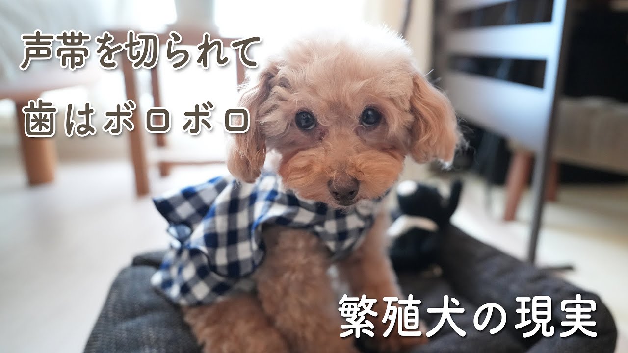 【知って欲しい】繁殖犬の歯の状態と声帯について🌙  ルナチャンネル