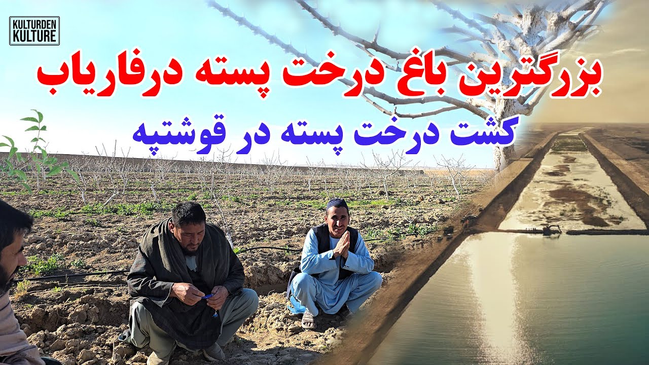 کشت درخت پسته در زمینهای کانال قوشتپه در ولایت فاریاب، بزرگترین باغ درخت پسته درشمال افغانستان