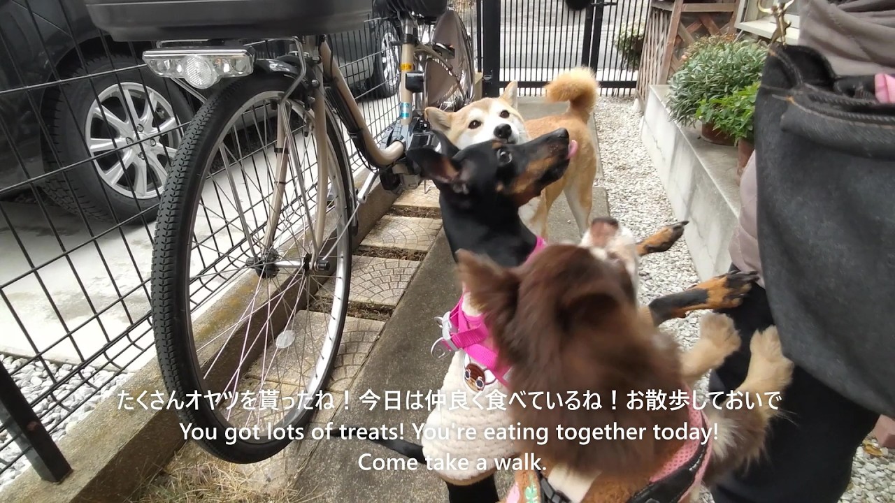 柴犬マルちゃん　お友達と一緒！　SちゃんとNちゃん　ゆったりと日向ぼっこ　#ShibaInu Maru-chan
