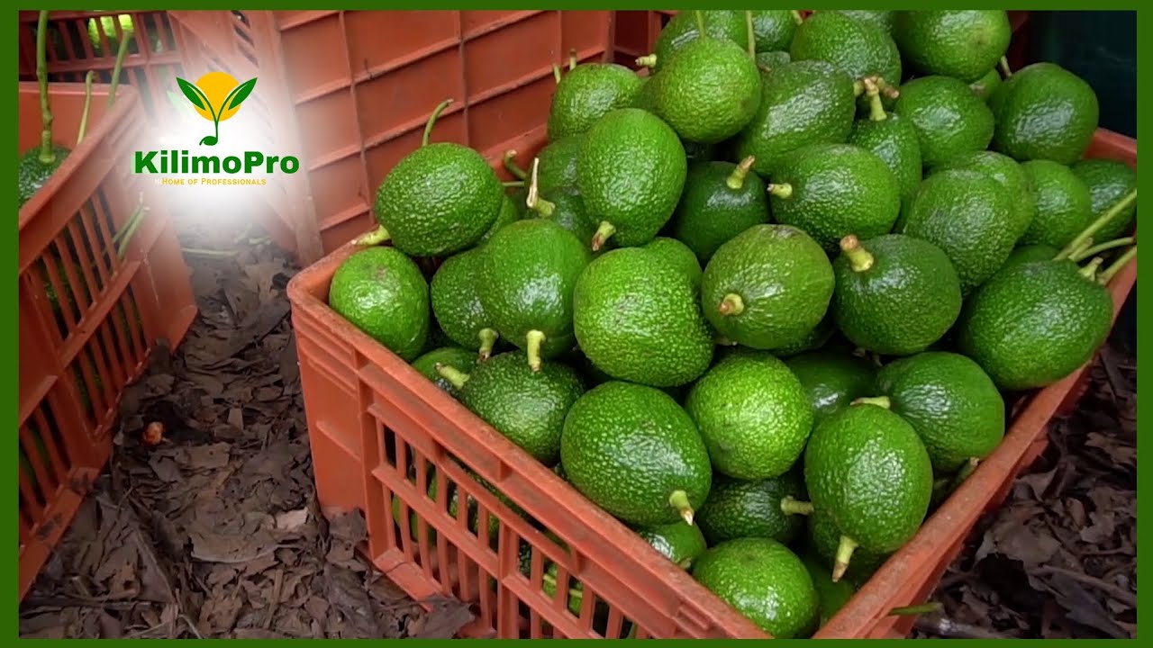KILIMO CHA PARACHICHI, HASS AVOCADO, AINA NA MIKOA AMBAYO UTAWEZA KULIMA ZAO HILI KIBIASHARA, MAVUNO