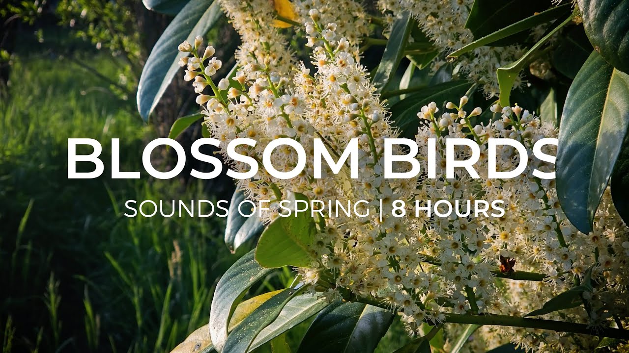 Ad Free – Blossom Birds | 8 Hours Sound of Spring for Relaxation & Meditation