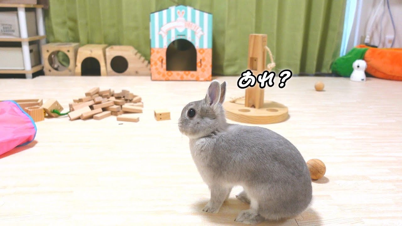 部屋に独りぼっちだと気づいた途端、さびしくなって飼い主を探し回るうさぎさん