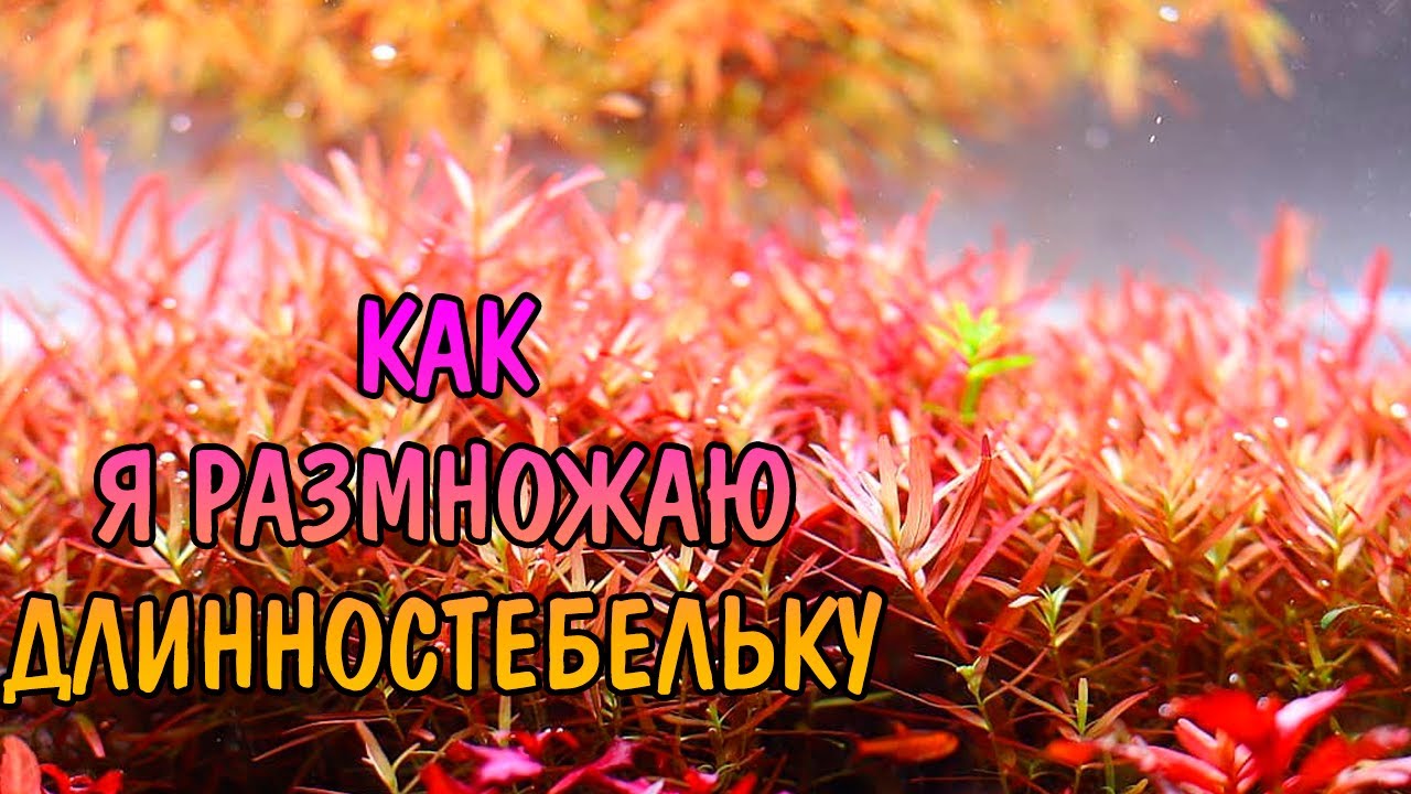 КАК Я РАЗМНОЖАЮ ДЛИННОСТЕБЕЛЬКУ