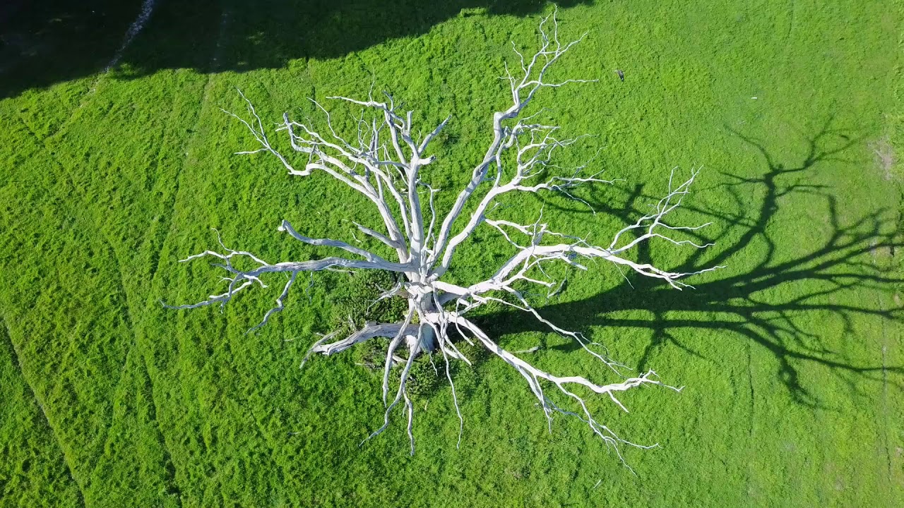 Knepp from the air