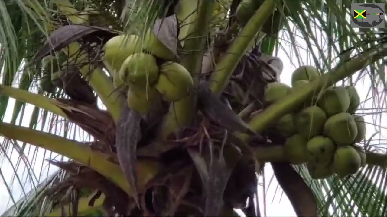 Reaching Jelly Coconut from the Height requires Sustainable strength. #Rambo