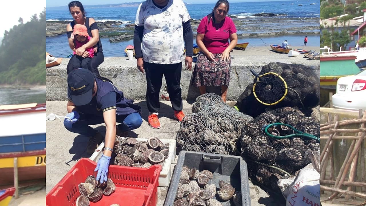 CALETA  COCHOLGUE ENTREVISTA PDTA DE BUZOS Y MARISCADORES