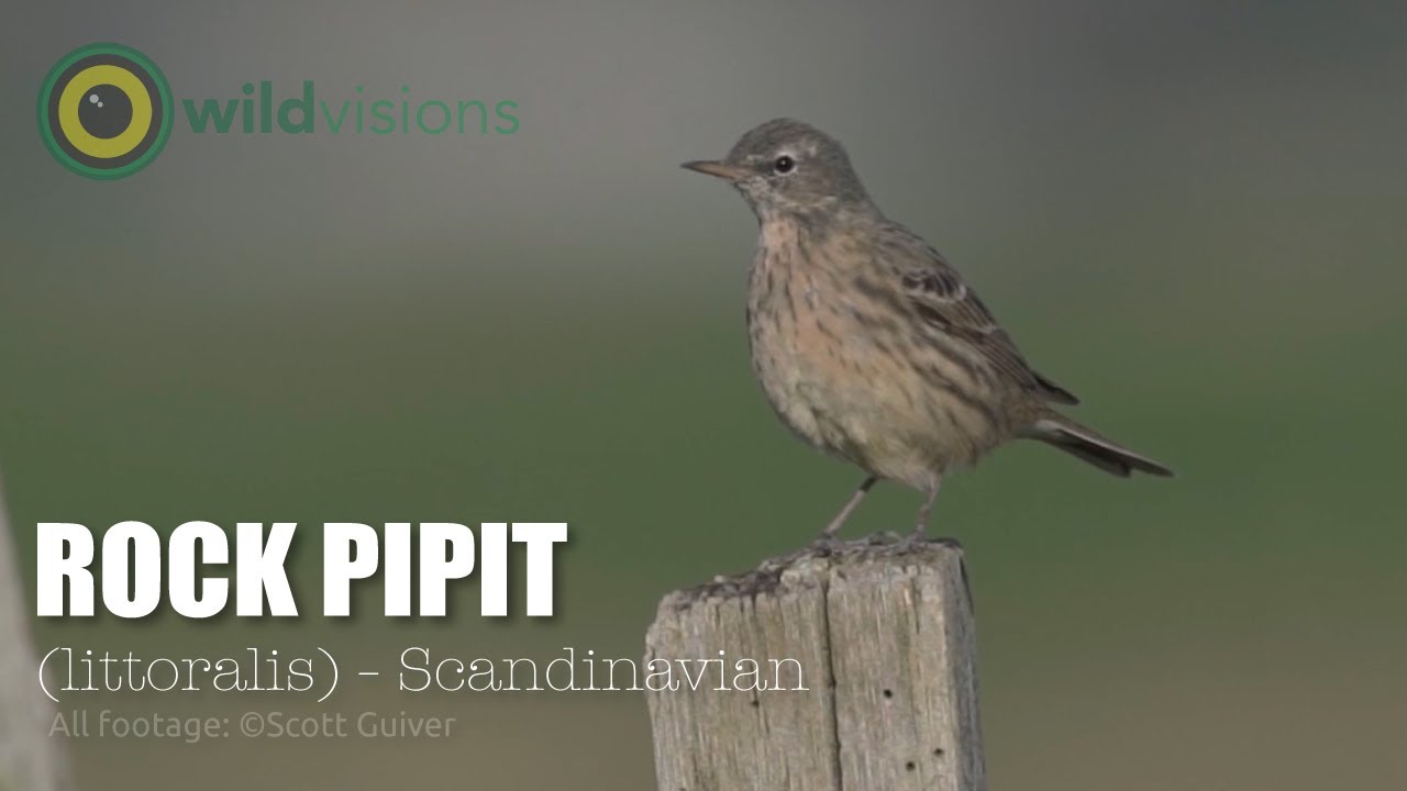 Rock Pipit (Scandinavian) - Anthus petrosus littoralis - perched on fence post