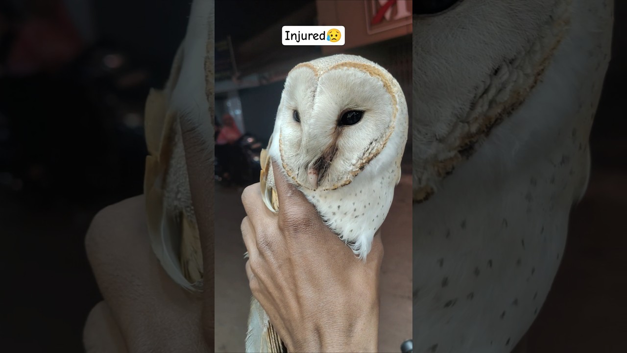 This Barn Owl was badly injured 😢Timely rescue = saved life 🕊️#SaveBirds#RescueMission #WildlifeCare