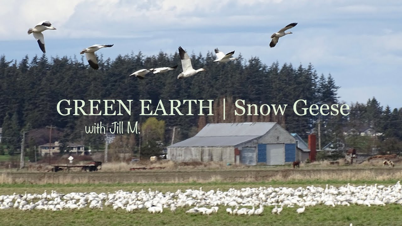 Snow Geese in Spring, Samish Bay, Bow-Edison, WA