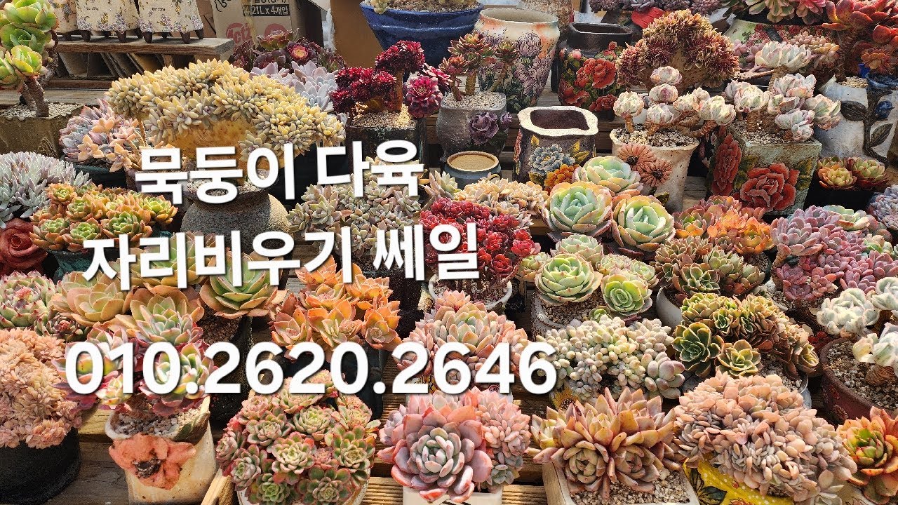 누리다육 묵둥이자리비우기다육판매. 저렴한가격 구경들오세요. 010.2620.2646