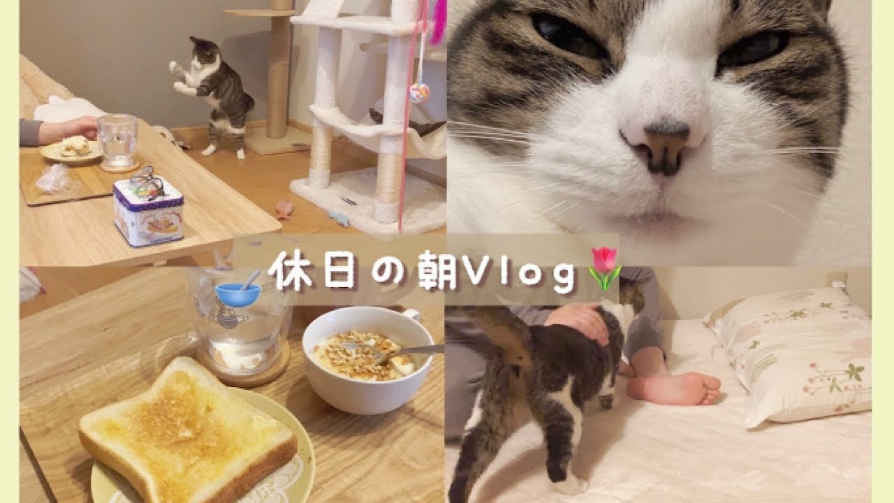 【癒し】休日は朝からモフモフ🐈☁️ぐうたら過ごす幸せタイム🐥🍞