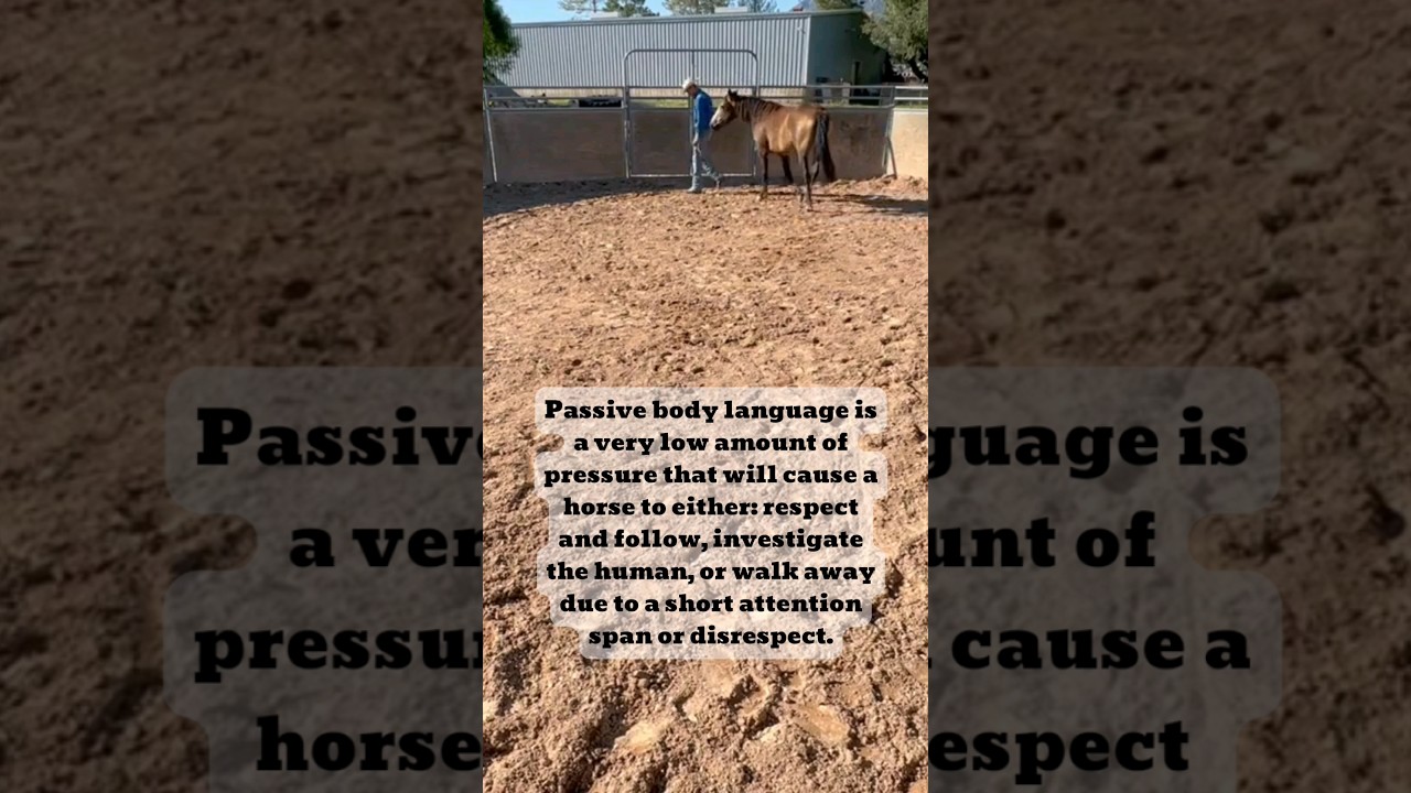 🐴 FOLLOW FOR MORE HORSE TRAINING VIDEOS! #horse #horses #horsetrainer #horsetraining #horsemanship