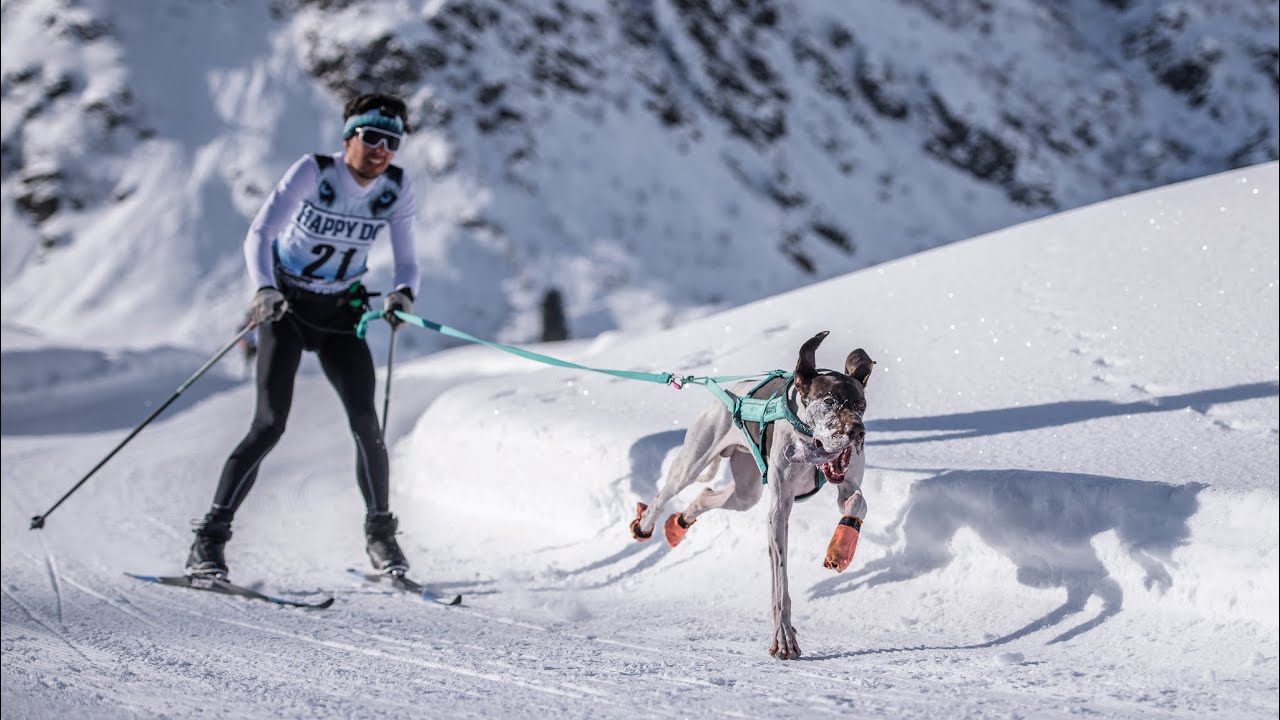 Sportgastein Schlittenhunderennen - Eazy - skijöring -26.02.28