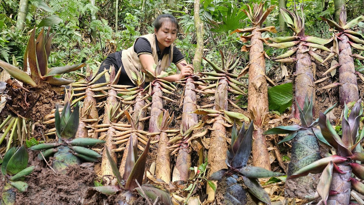 Harvesting bamboo shoots that grow naturally in the forest to sell, plant corn, sow vegetable seeds.