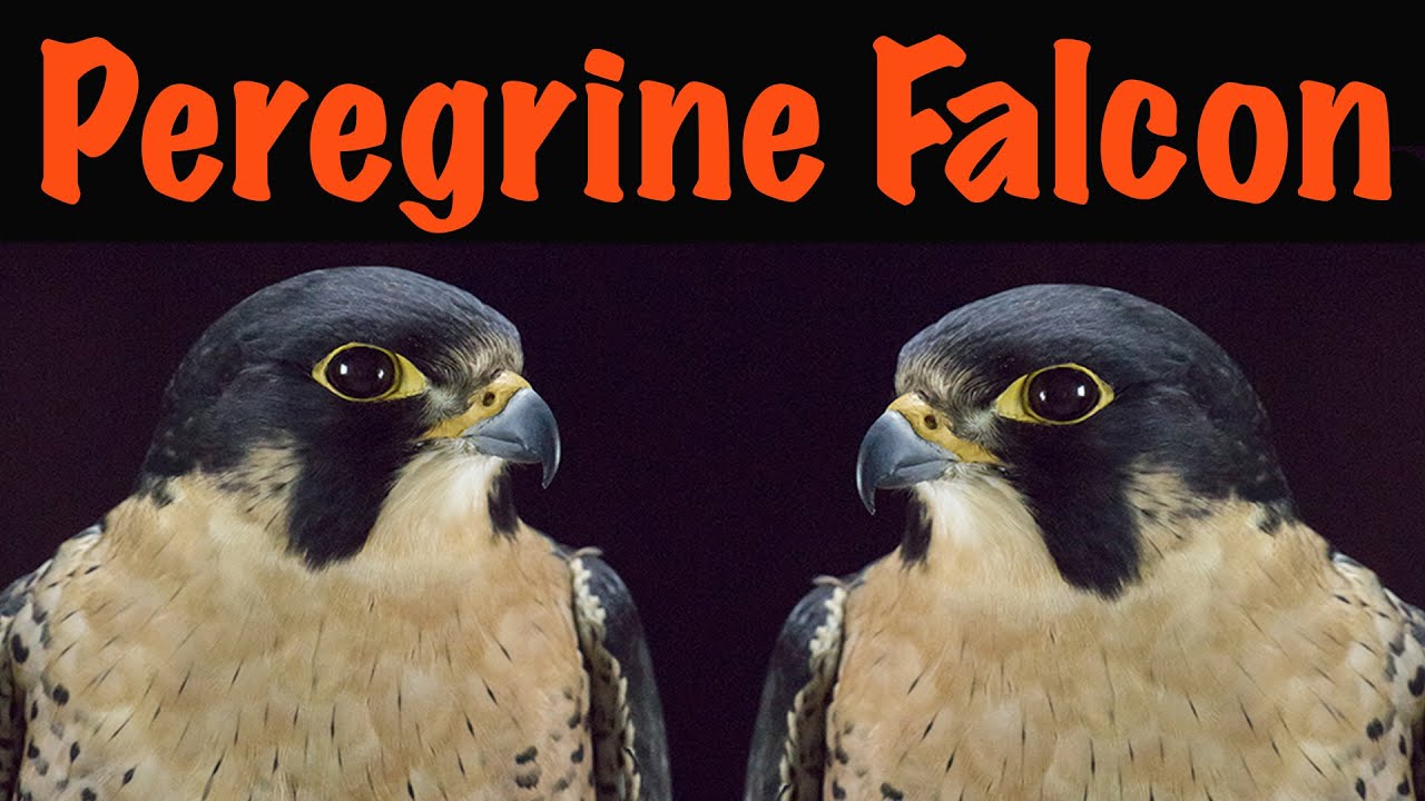 Peregrine Falcon, Anatum adult male. Art of Taxidermy Part 1.