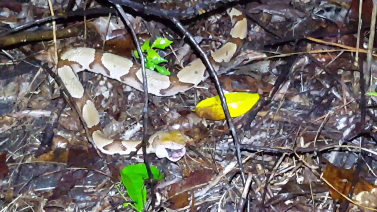 Copperhead eating a cicada