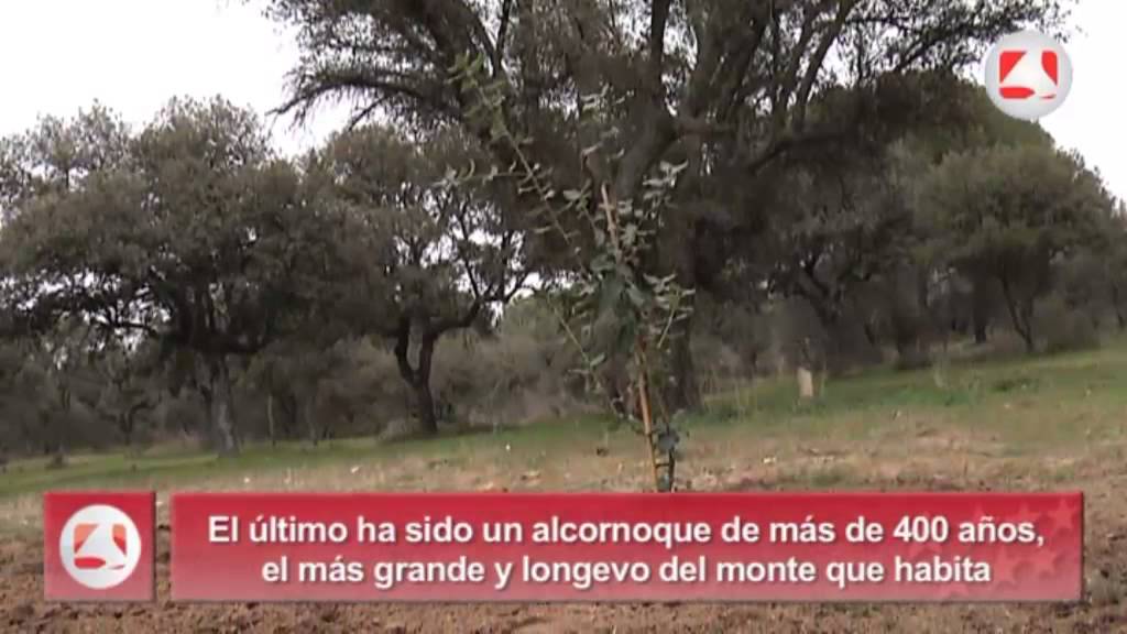 &Aacute;rboles clonados, una nueva t&eacute;cnica para preservar la biodiversidad