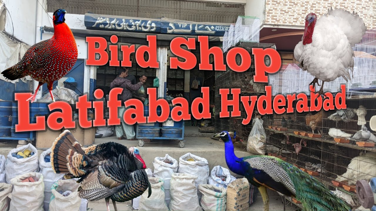 Birds Shop Latifabad Hyderabad | Exotic Birds Shop Hyderabad | bird accessories | birds cage