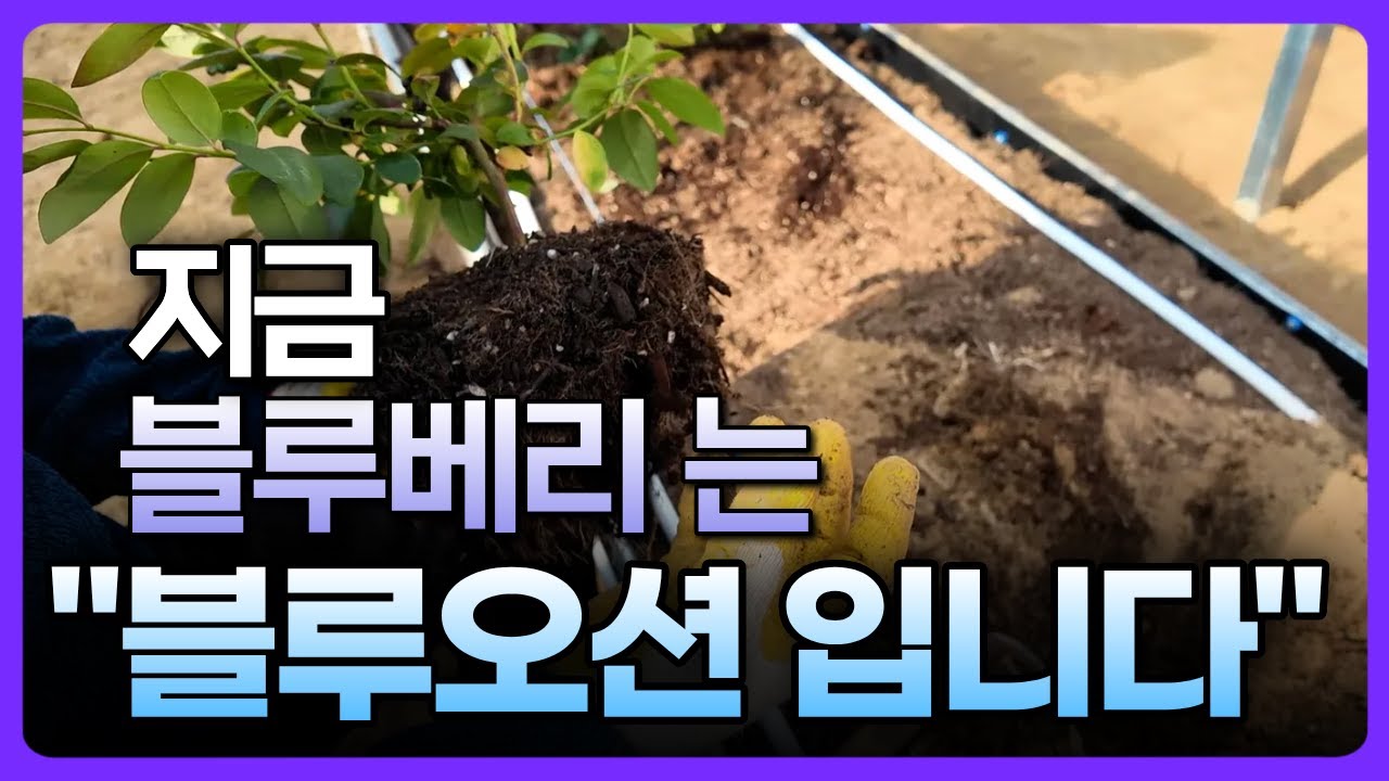블루베리 전문가가 말하는 최적의 타이밍!
