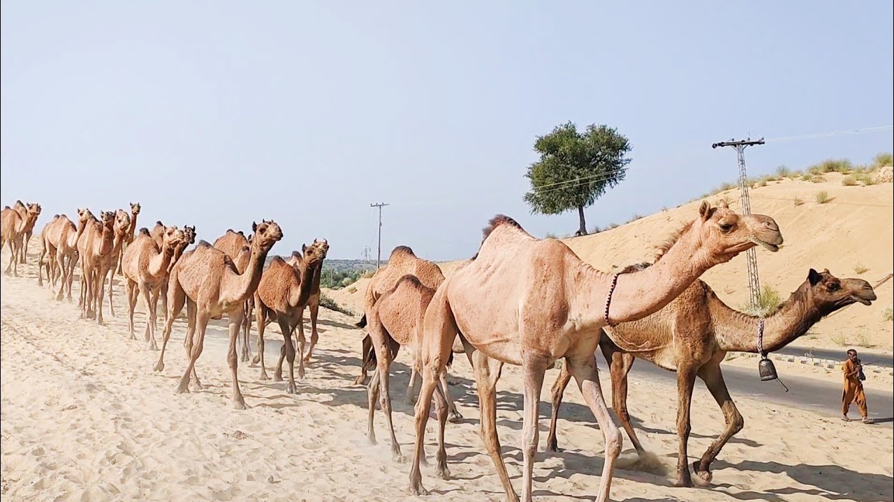 My Most beautiful Camels Are Coming Back To Camel Farm